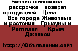 Бизнес шиншилла, рассрочка - возврат продукцией › Цена ­ 4 500 - Все города Животные и растения » Грызуны и Рептилии   . Крым,Джанкой